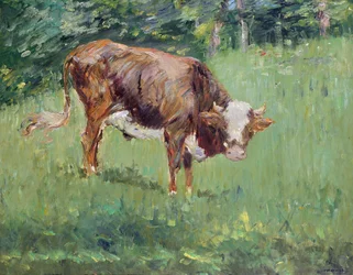 Ung okse på en eng, 1881